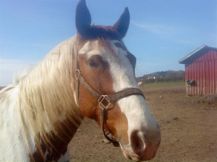 Odsherred dyrepark - En hest ! ö billede 7
