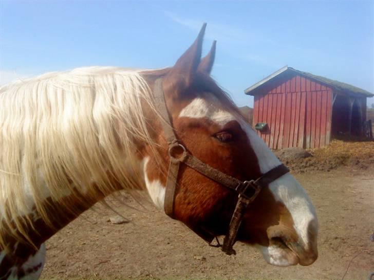 Odsherred dyrepark - Pru hest xD billede 8