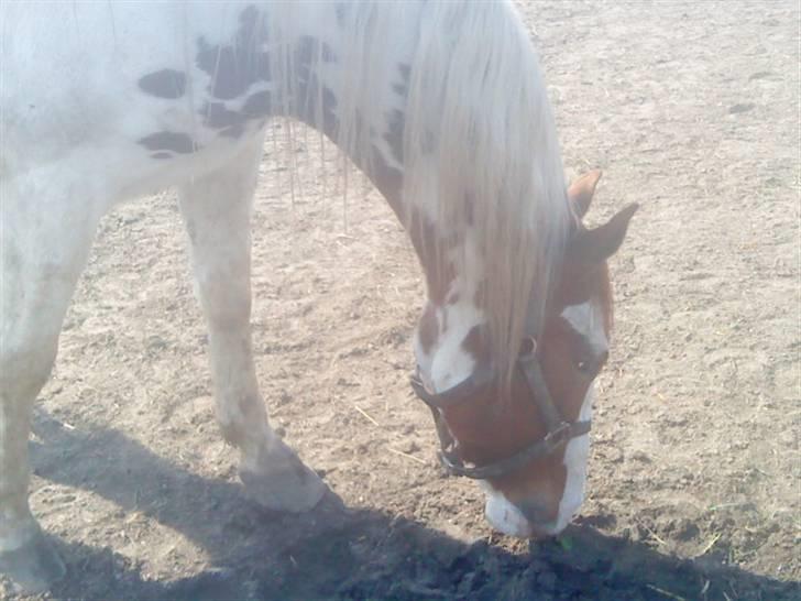 Odsherred dyrepark - Sulten lille hest? ;) billede 9