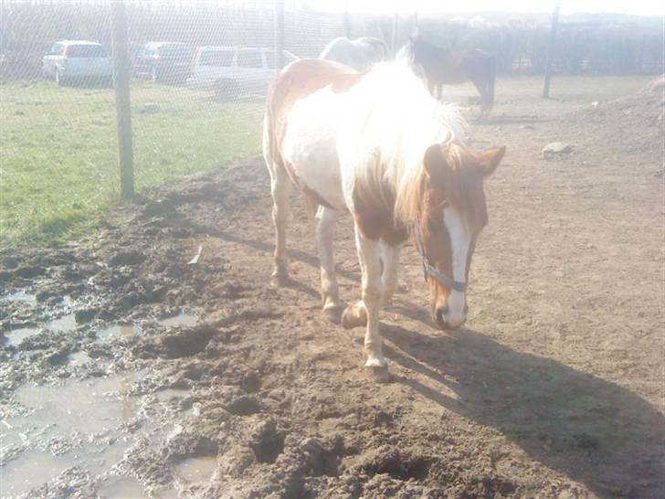 Odsherred dyrepark - Kom så her lille hest. :B billede 10