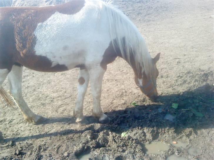 Odsherred dyrepark - Lille hest! hvad laver du? ;O billede 11