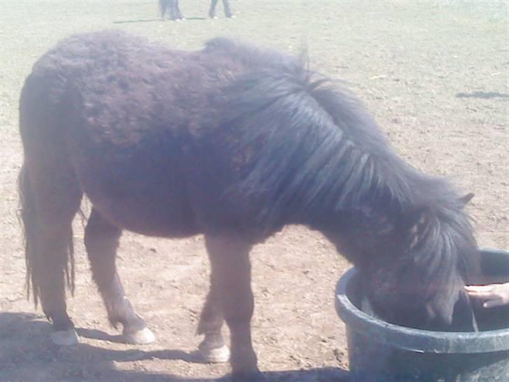 Odsherred dyrepark - Lille pony :* billede 13