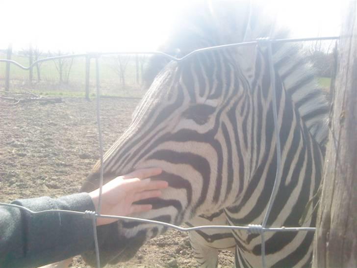 Odsherred dyrepark - Sød zebra =) billede 14