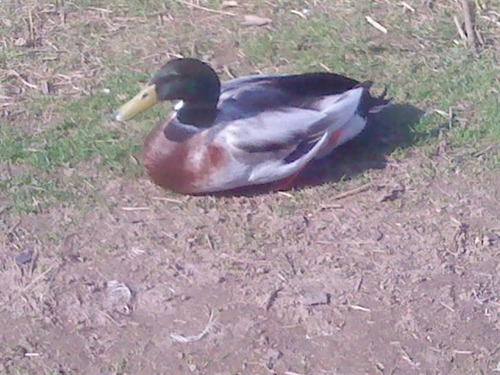 Odsherred dyrepark - En and! ö billede 15