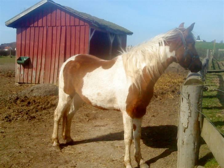 Odsherred dyrepark - Søød hest =D billede 16