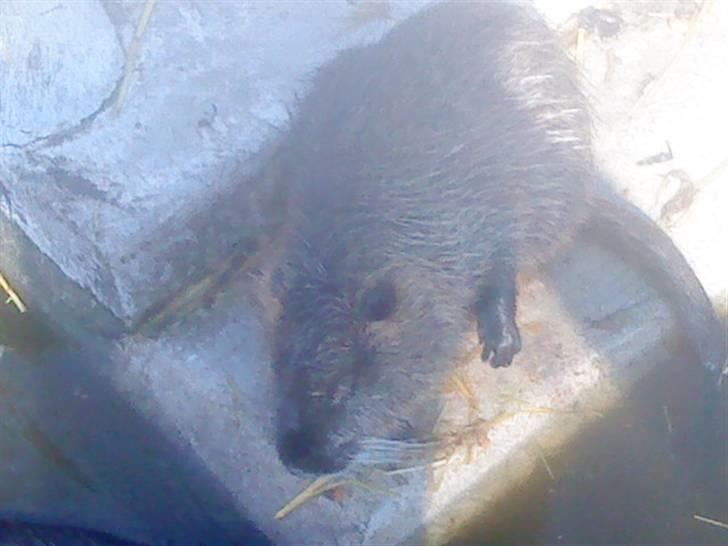 Odsherred dyrepark - En dejlig bevæger CX billede 17