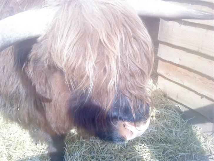 Odsherred dyrepark - En stor bionokse ö billede 18
