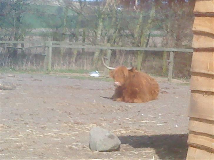 Odsherred dyrepark - En stor liggende bisonokse! ö billede 19