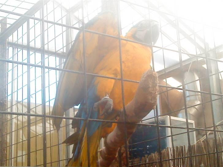 Odsherred dyrepark - En gul og blå papegøje xD billede 20