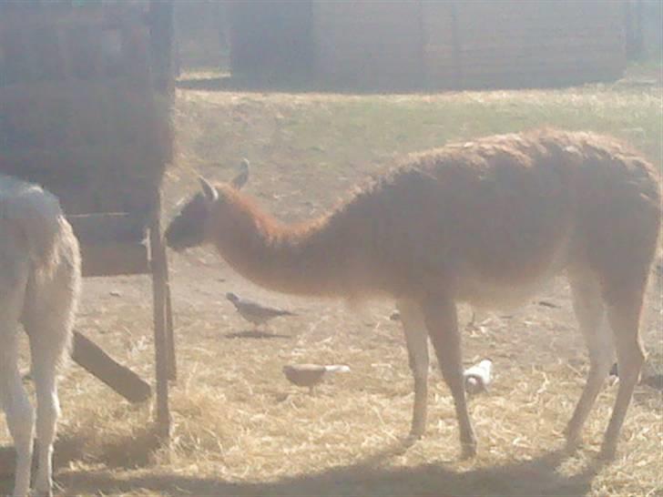 Odsherred dyrepark - En lama ;) billede 21