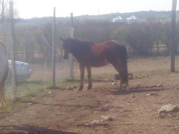 Odsherred dyrepark - En pony! ;* billede 22