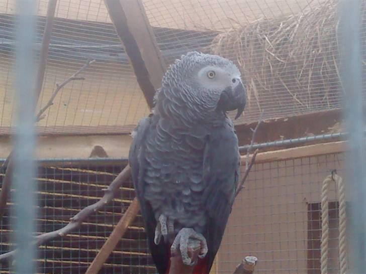 Odsherred dyrepark - En grå papegøje! ;) billede 23