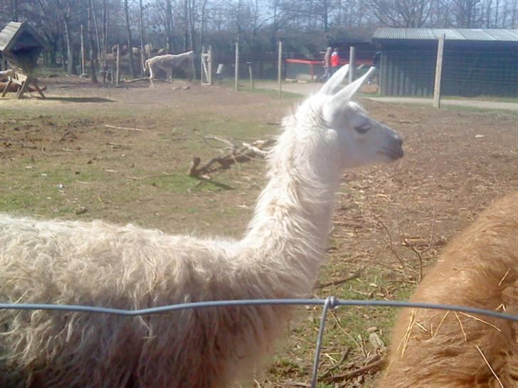 Odsherred dyrepark - Hvis lama ;B billede 24