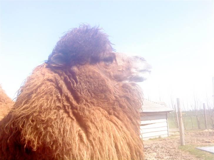 Odsherred dyrepark - En dromada eller kamel. stor ö billede 26