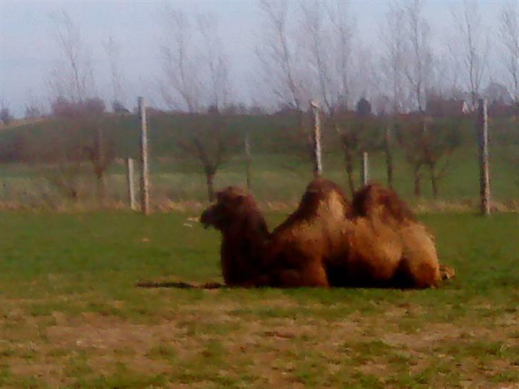 Odsherred dyrepark - En dromedar eller kamel, som ligger ned xD billede 27