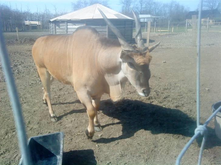 Odsherred dyrepark - En ko med snoede horn d; billede 28