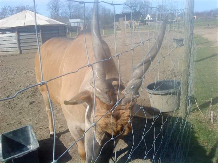 Odsherred dyrepark - Koen der prøver at vælte hegnet ;) billede 29