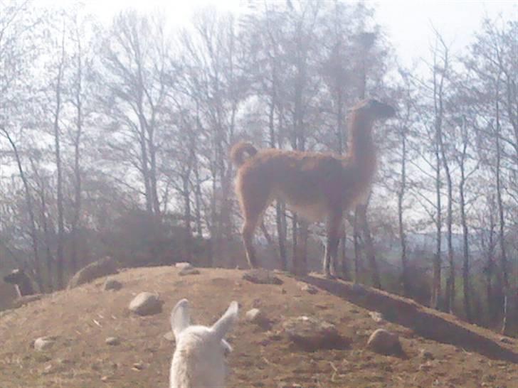 Odsherred dyrepark - En lama til C; billede 30