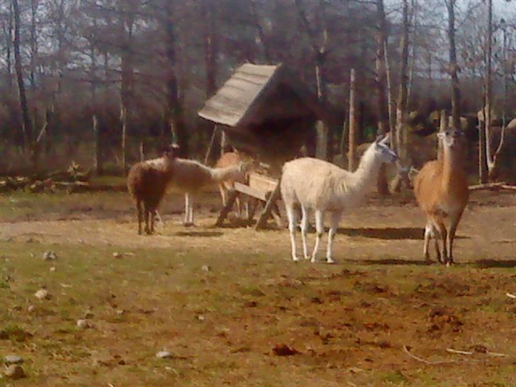 Odsherred dyrepark - En flok lamaer Cx billede 31