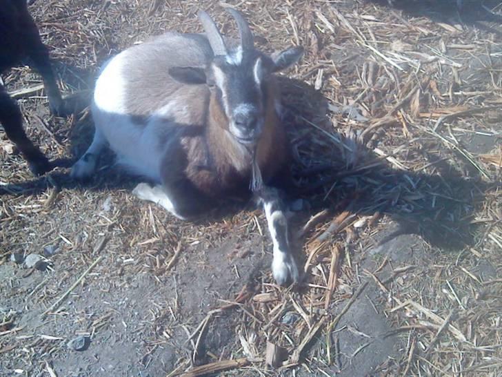 Odsherred dyrepark - En lille sød ged :D billede 32