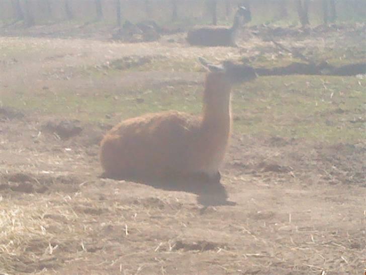 Odsherred dyrepark - En liggene lama  ;D billede 33