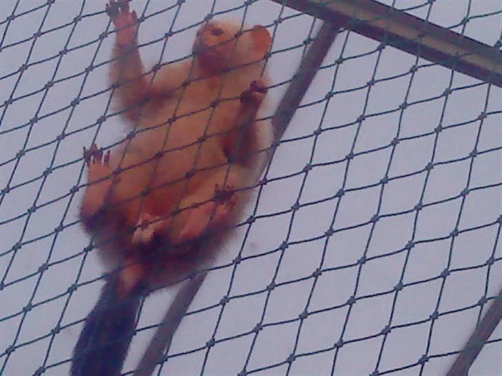 Odsherred dyrepark - En lille abe ;) billede 34