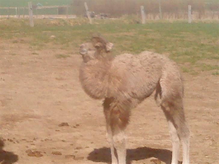 Odsherred dyrepark - En lille dromadar eller kamel ;} billede 35