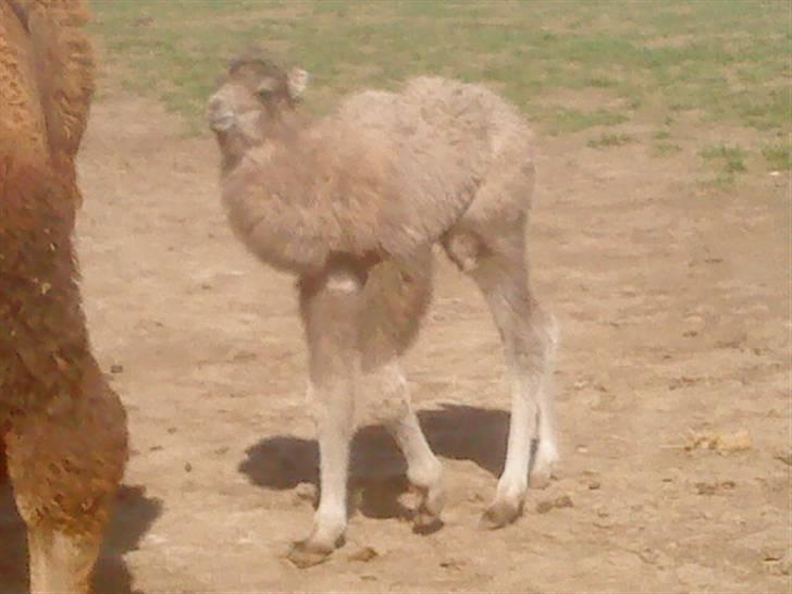 Odsherred dyrepark - En lille dromadar eller kamel ;b billede 36
