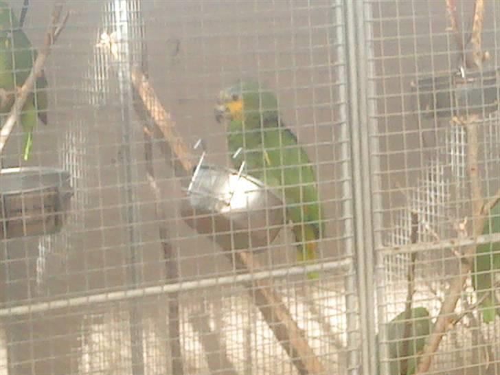 Odsherred dyrepark - En fugl =D billede 37