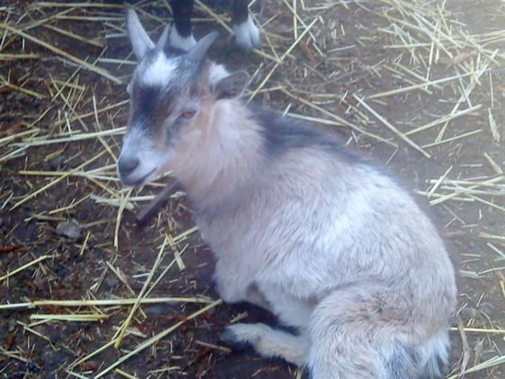 Odsherred dyrepark - Lille nuttet ged :* billede 38