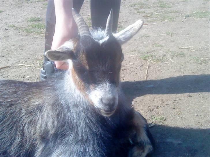 Odsherred dyrepark - En lille ged ;D billede 39