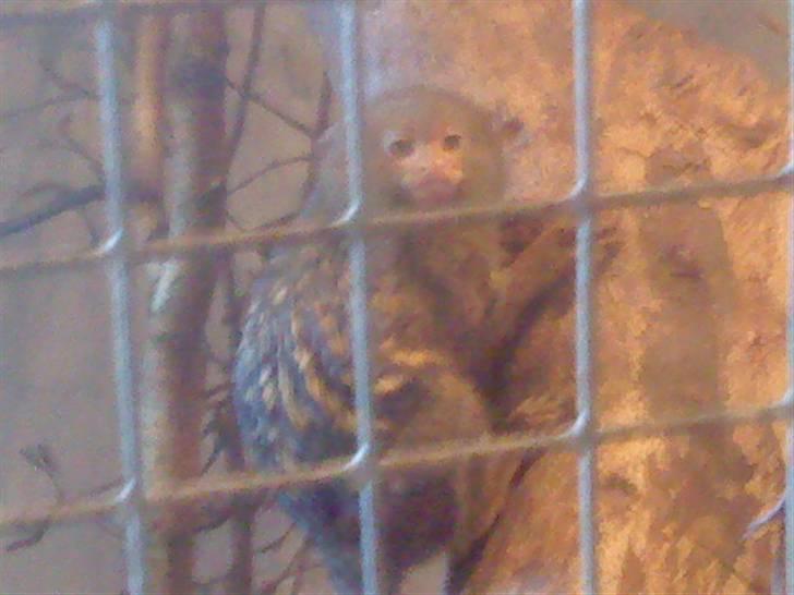 Odsherred dyrepark - En lille bitte abe C; billede 40