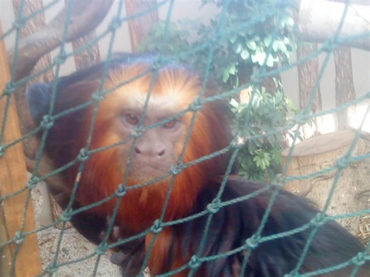 Odsherred dyrepark - En sjov abe C; billede 41