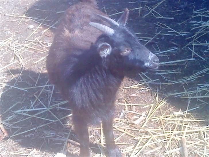 Odsherred dyrepark - En lille ged xD billede 42