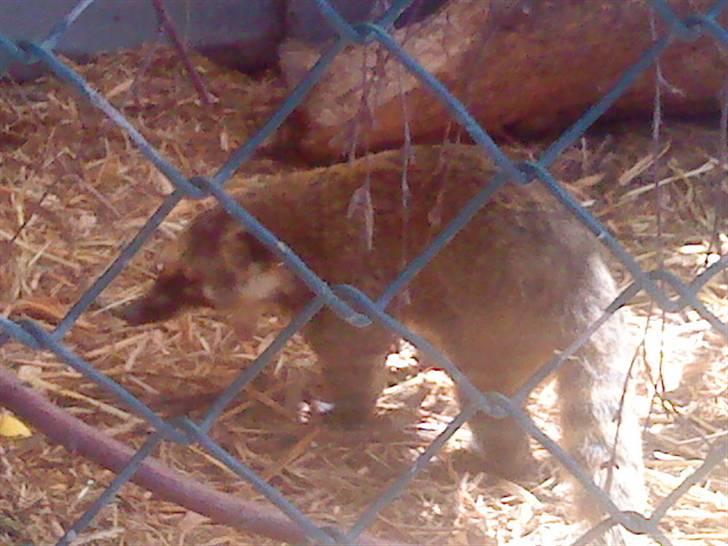 Odsherred dyrepark - En næse abe ;) billede 43