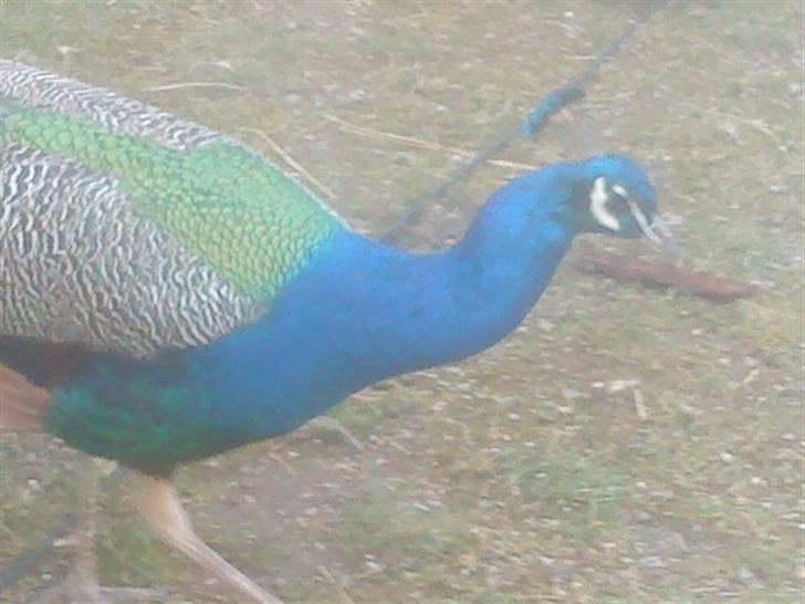 Odsherred dyrepark - En pop fugl C: billede 44