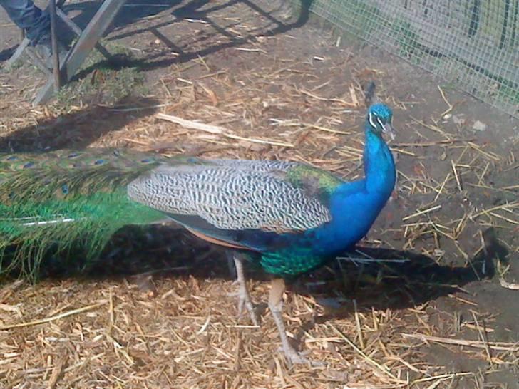 Odsherred dyrepark - En pop fugl ;) billede 45