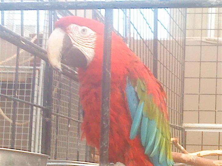 Odsherred dyrepark - En papegøje ;B billede 46