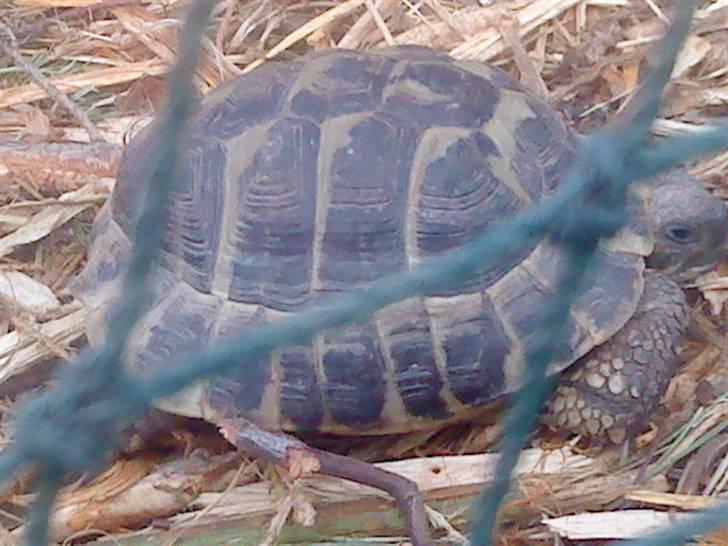 Odsherred dyrepark - En skildpade ;B billede 47