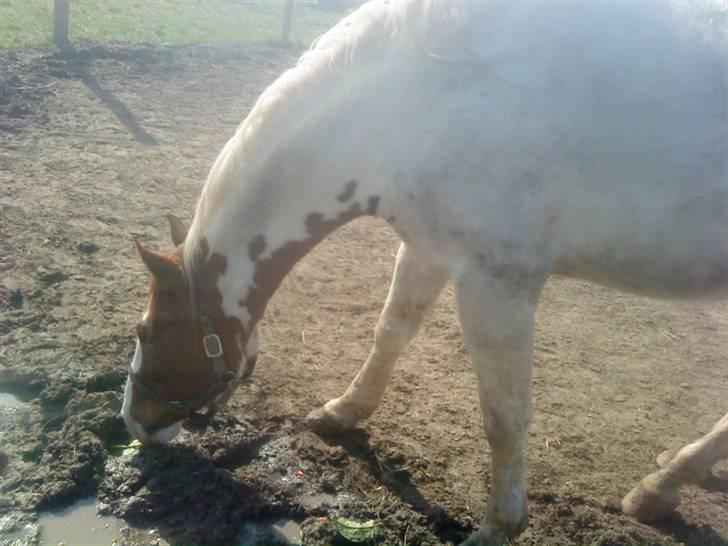 Odsherred dyrepark - Den store hest :D billede 48