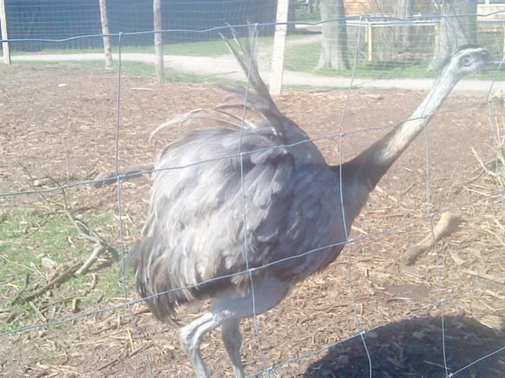 Odsherred dyrepark - En struds :P billede 49