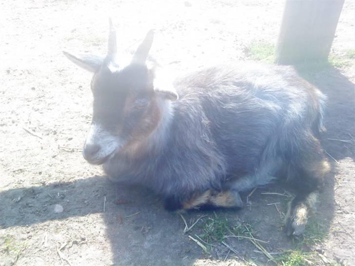 Odsherred dyrepark - En lille ged C; billede 50