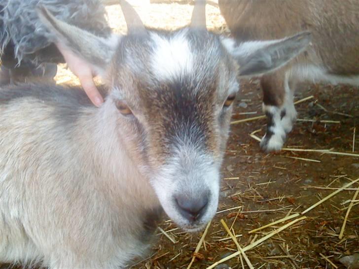 Odsherred dyrepark - En ged! :* billede 51