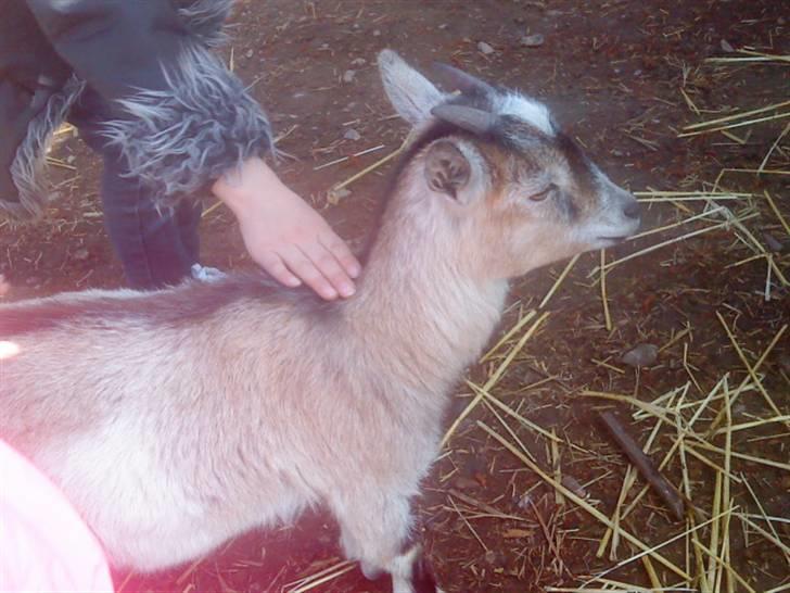 Odsherred dyrepark - Ged xD billede 52