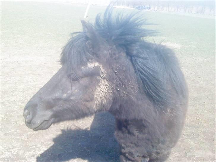 Odsherred dyrepark - Sød pony =D billede 53