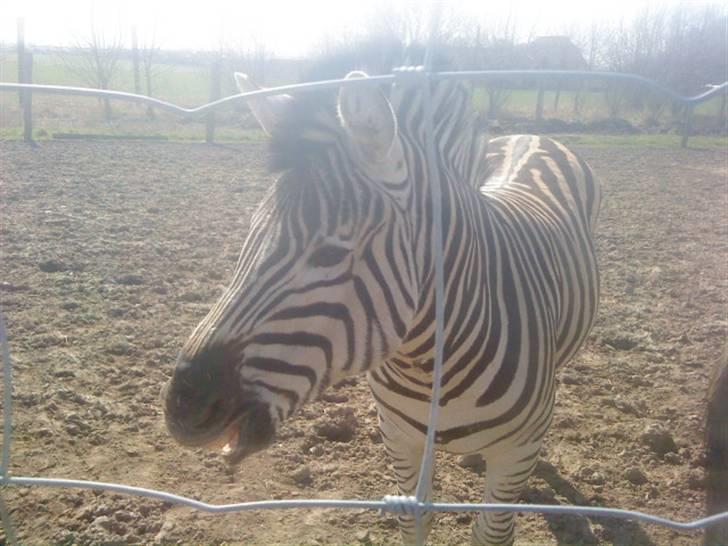 Odsherred dyrepark - En zebra der gaber (: billede 54