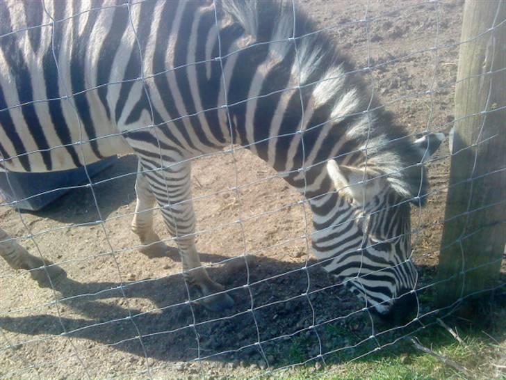 Odsherred dyrepark - Den lille zebra æder ;) billede 55