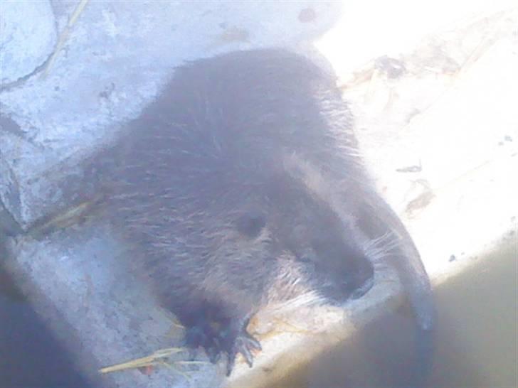 Odsherred dyrepark - En beæver til xD billede 56