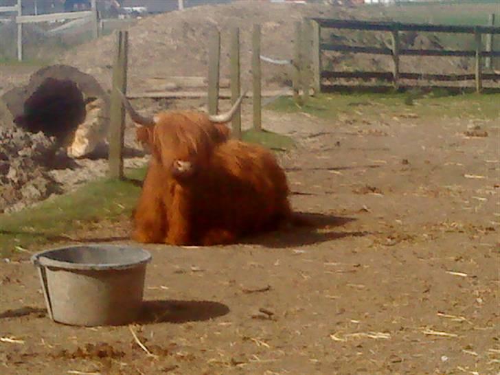 Odsherred dyrepark - Fiin bisonokse :) billede 57