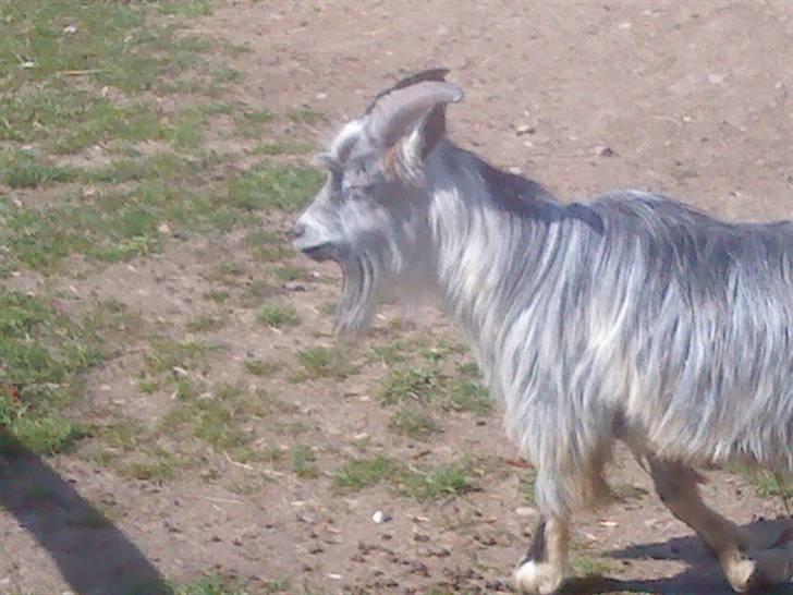 Odsherred dyrepark - Ged! :* billede 58